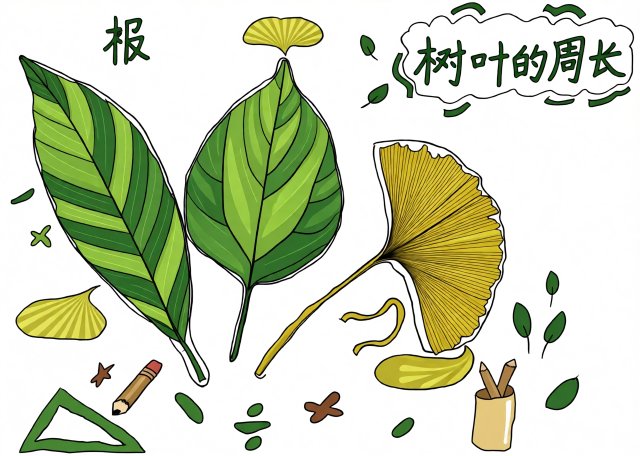 三年级数学暑假小报：树叶的周长手抄报简单又漂亮模板