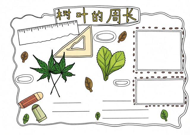 三年级数学暑假小报：树叶的周长手抄报，简单又漂亮的数学模板
